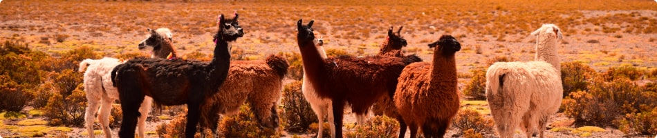 Spedire un pacco in Argentina