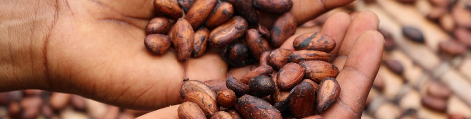 photo de mains avec des graînes