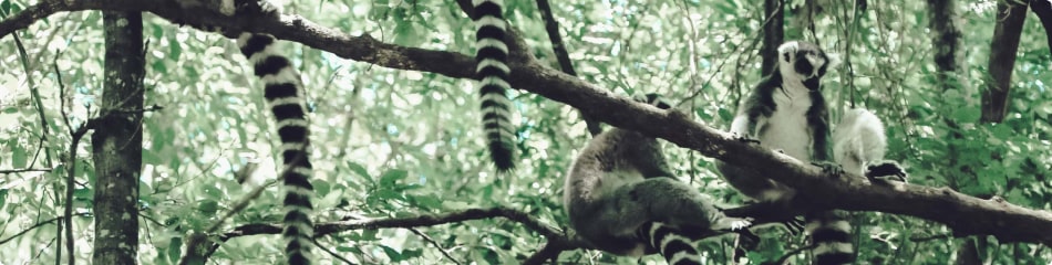 Spedizione di pacchi in Madagascar